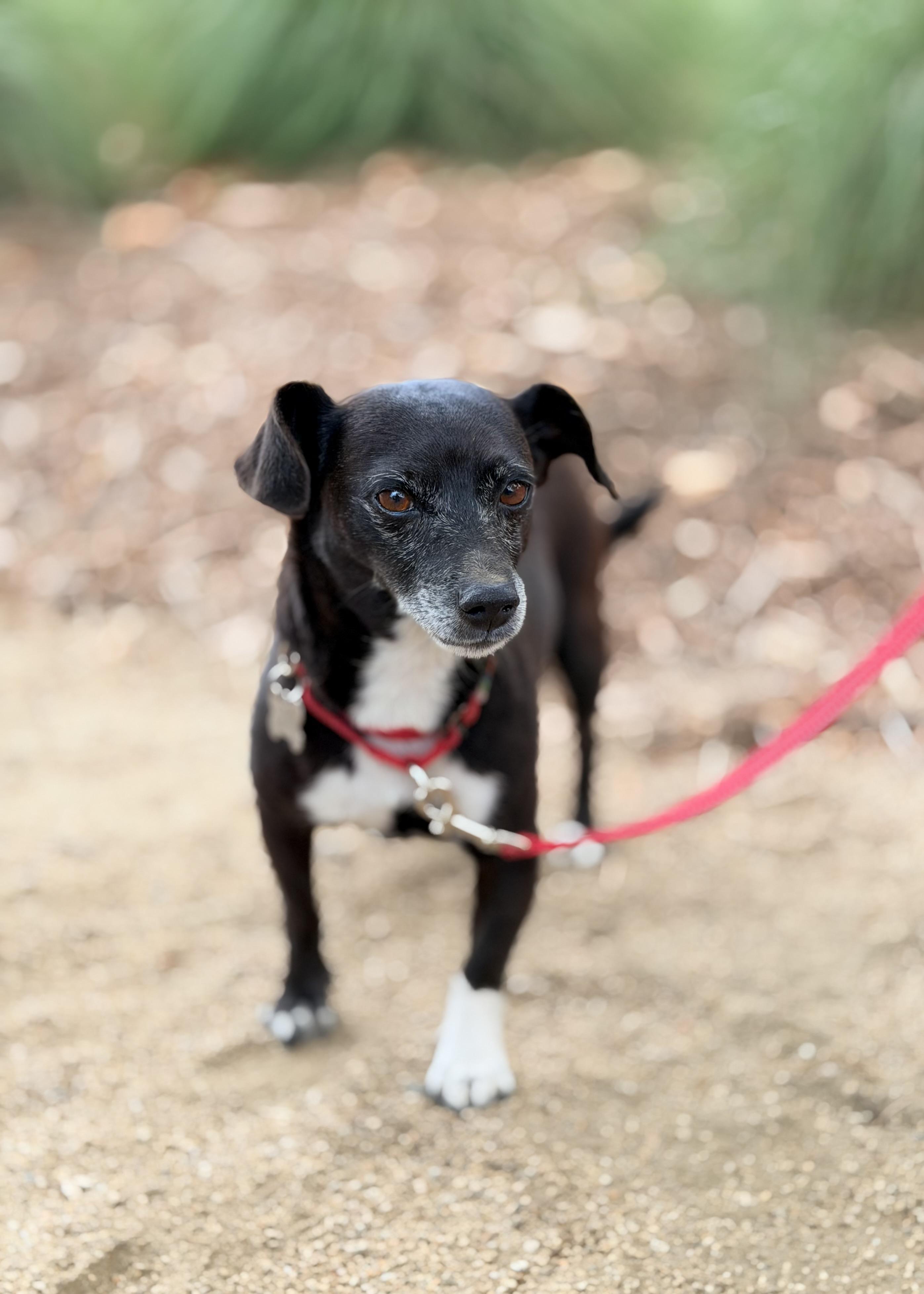 Pepper, a ADOPTABLE mixed breed in Thousand Oaks, CA image 2/6
