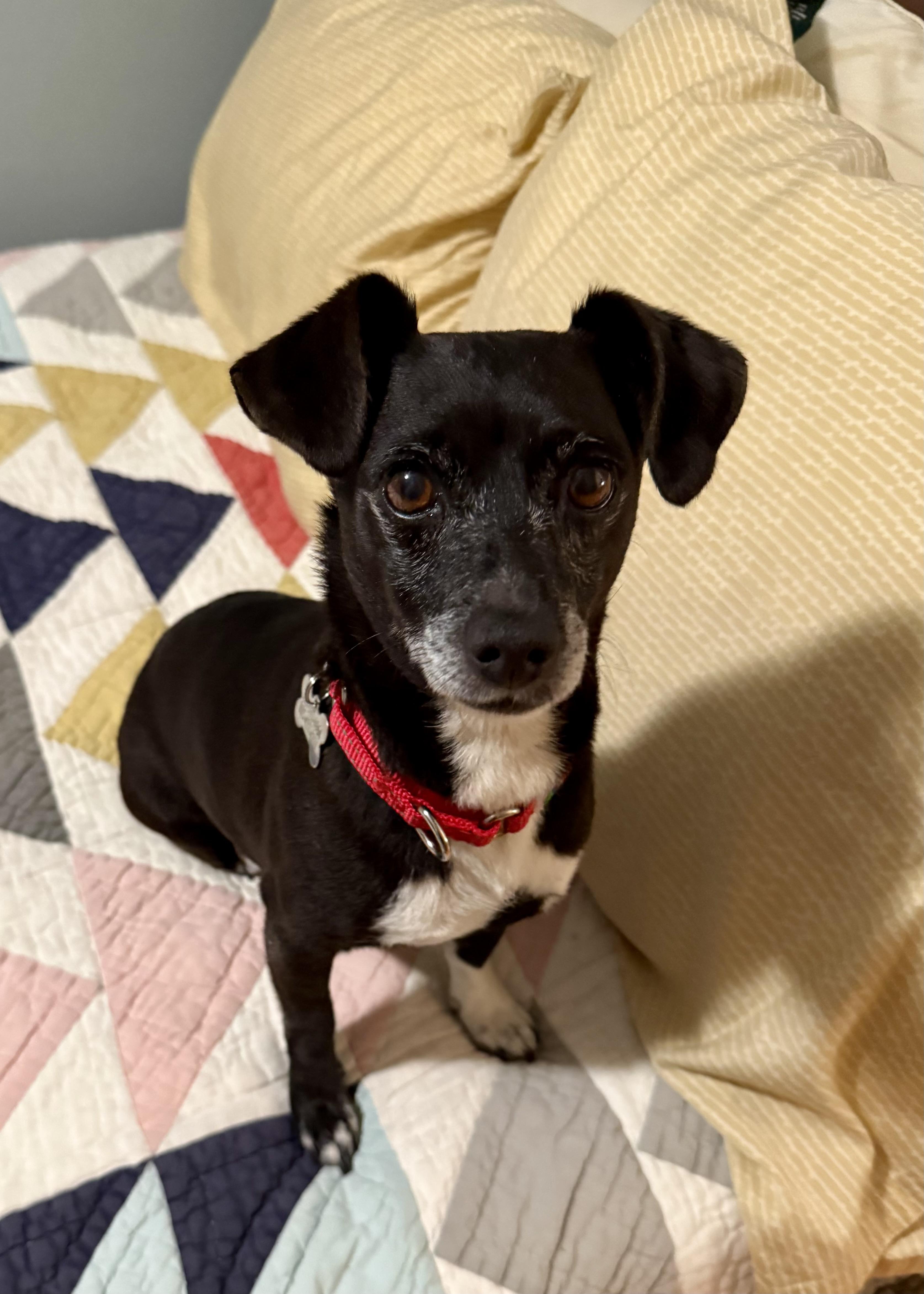 Pepper, a ADOPTABLE mixed breed in Thousand Oaks, CA image 1/6