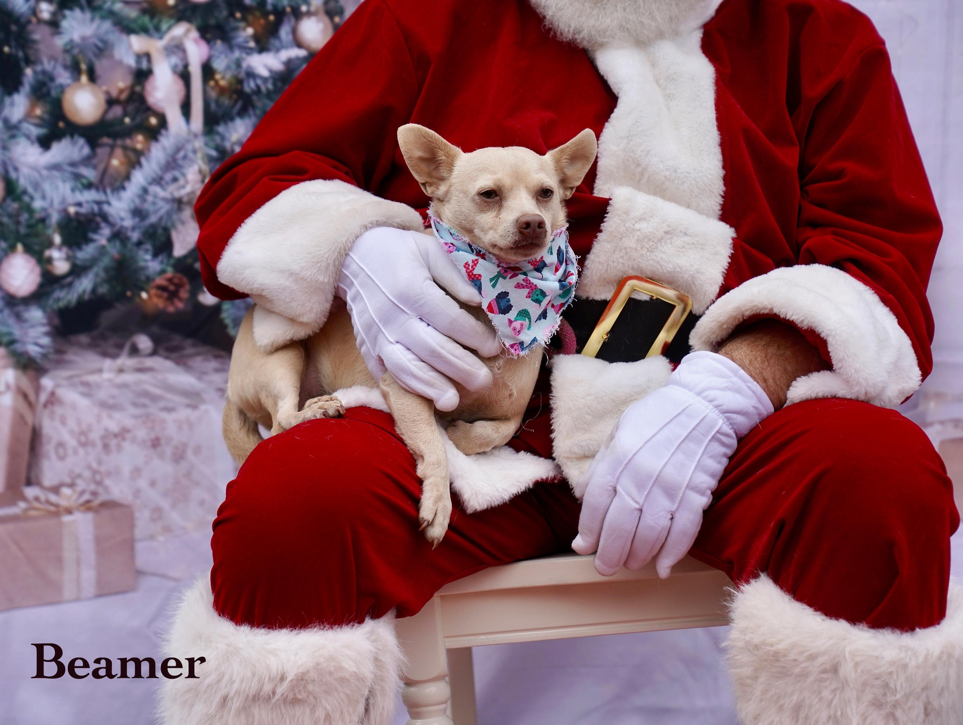 Beamer, adoptable, Adult Male Chihuahua & Mixed Breed.