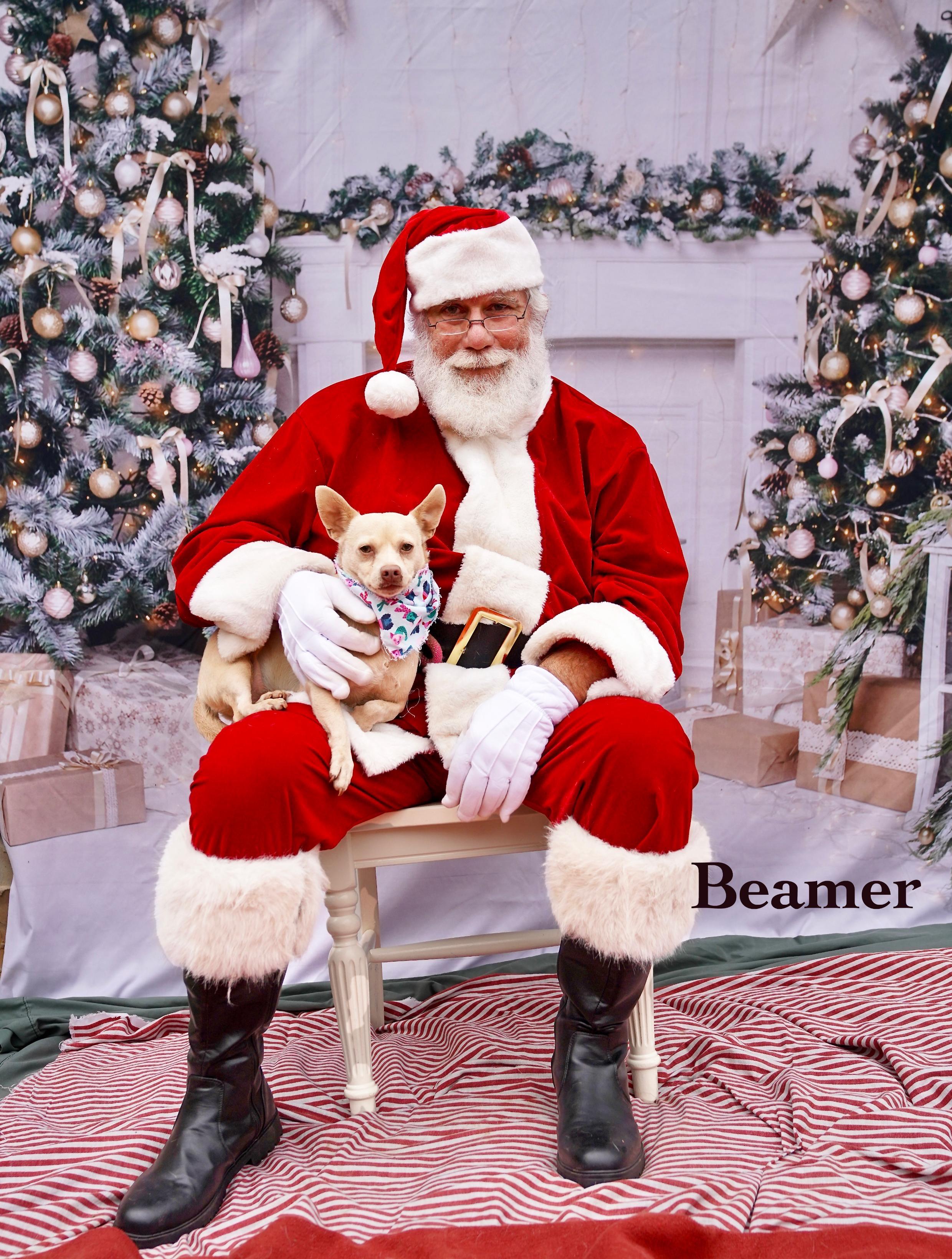 Beamer, an adoptable mixed breed in Newfoundland, NJ image 2/6