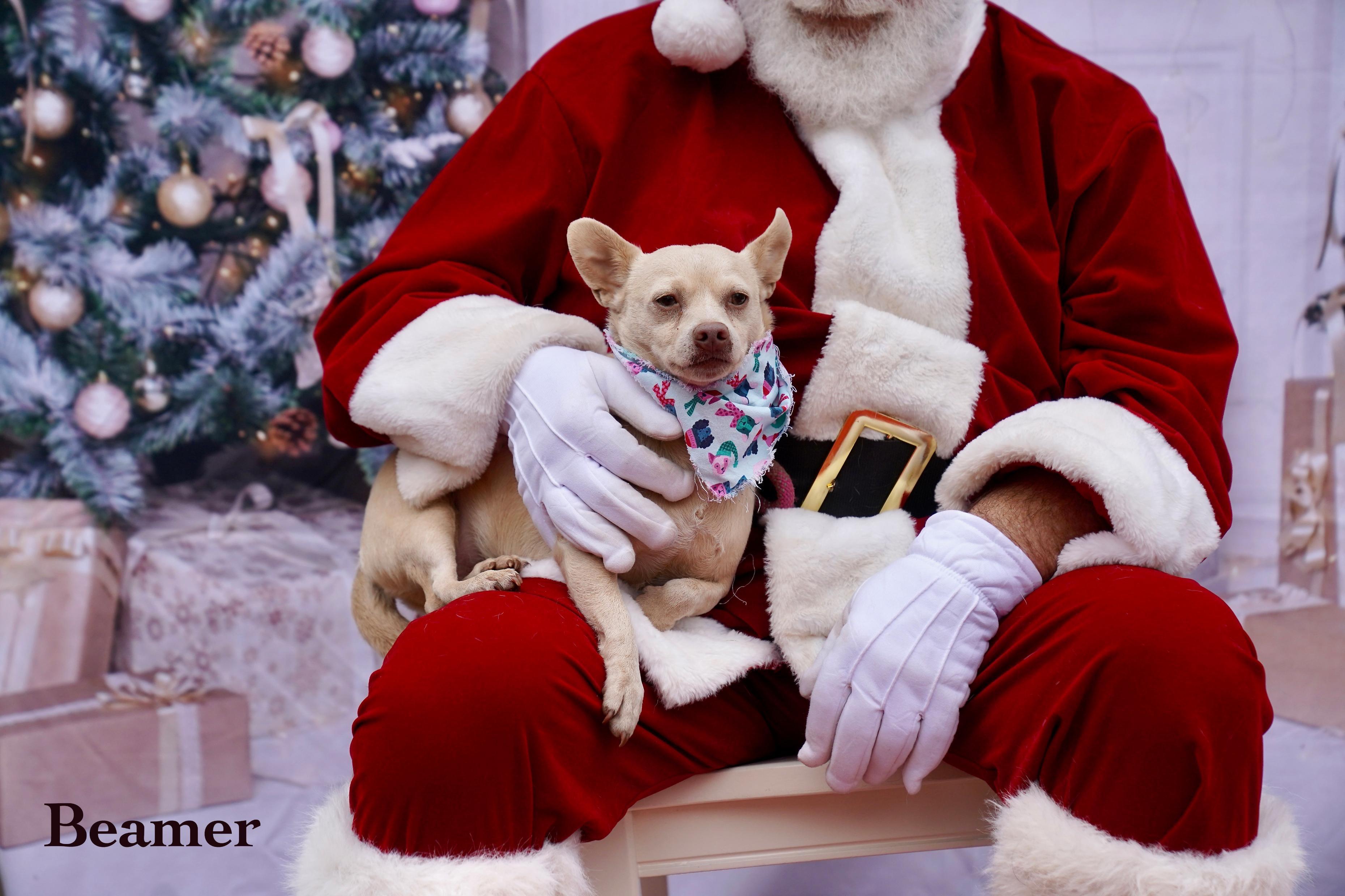 Beamer, an adoptable mixed breed in Newfoundland, NJ image 3/6