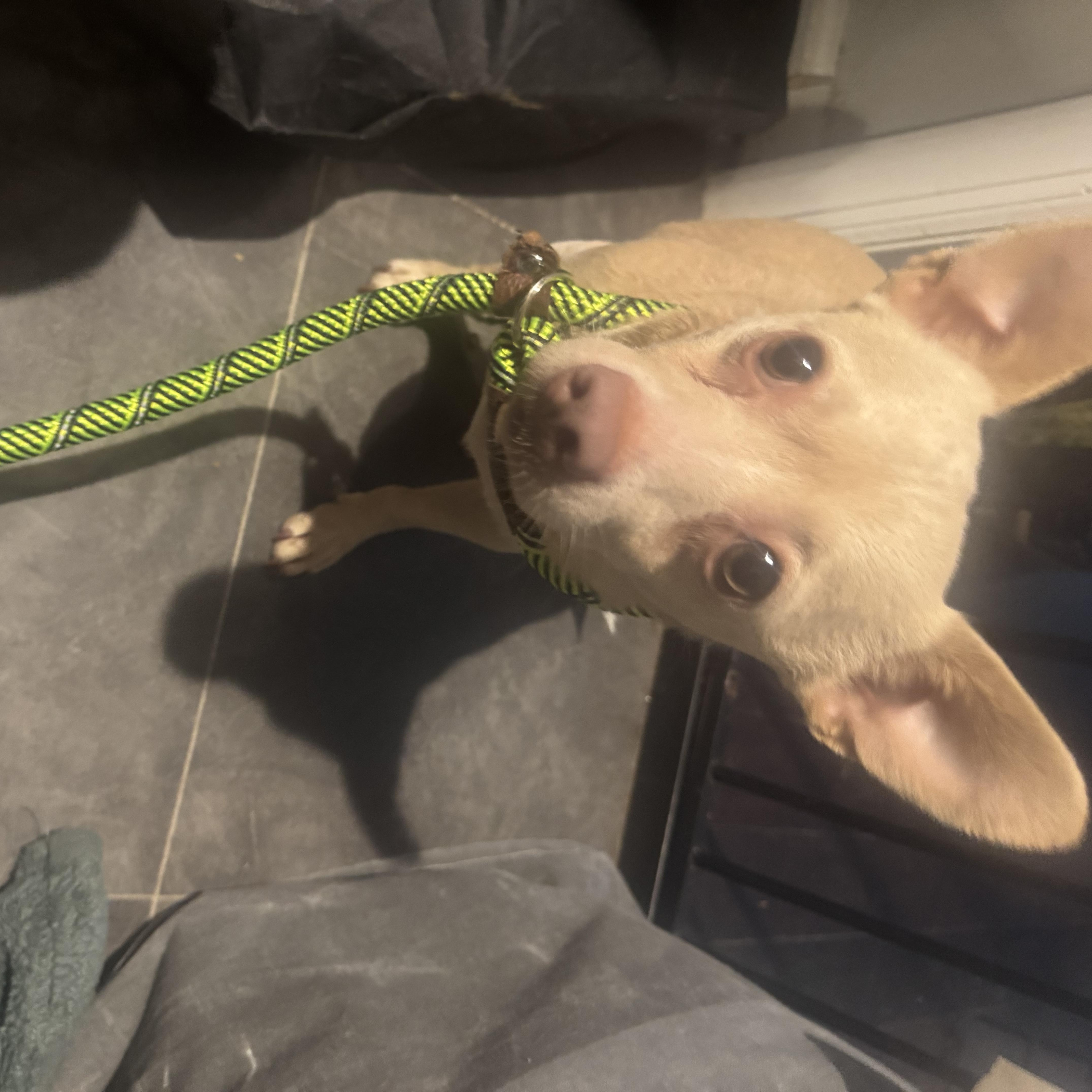 Beamer, an adoptable mixed breed in Newfoundland, NJ image 4/6