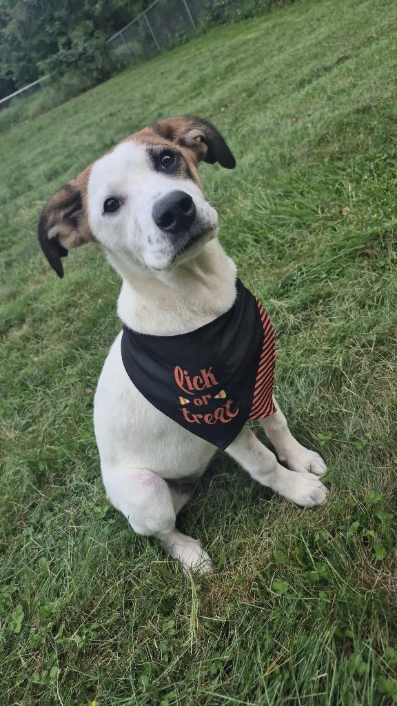 Lyra, Adoptable, Puppy Female Hound.