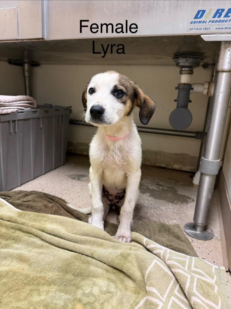 Lyra, Adoptable, Puppy Female Hound.