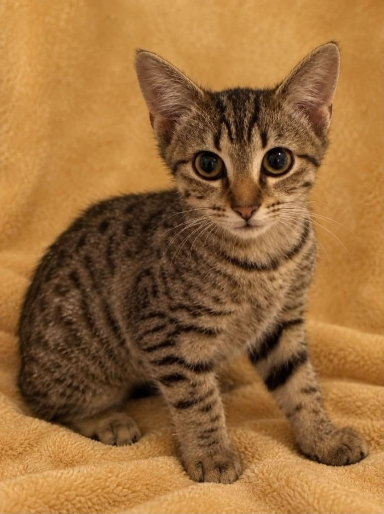 Enlarge Marcia, a Adoptable mixed breed in Columbia, TN image 1/1