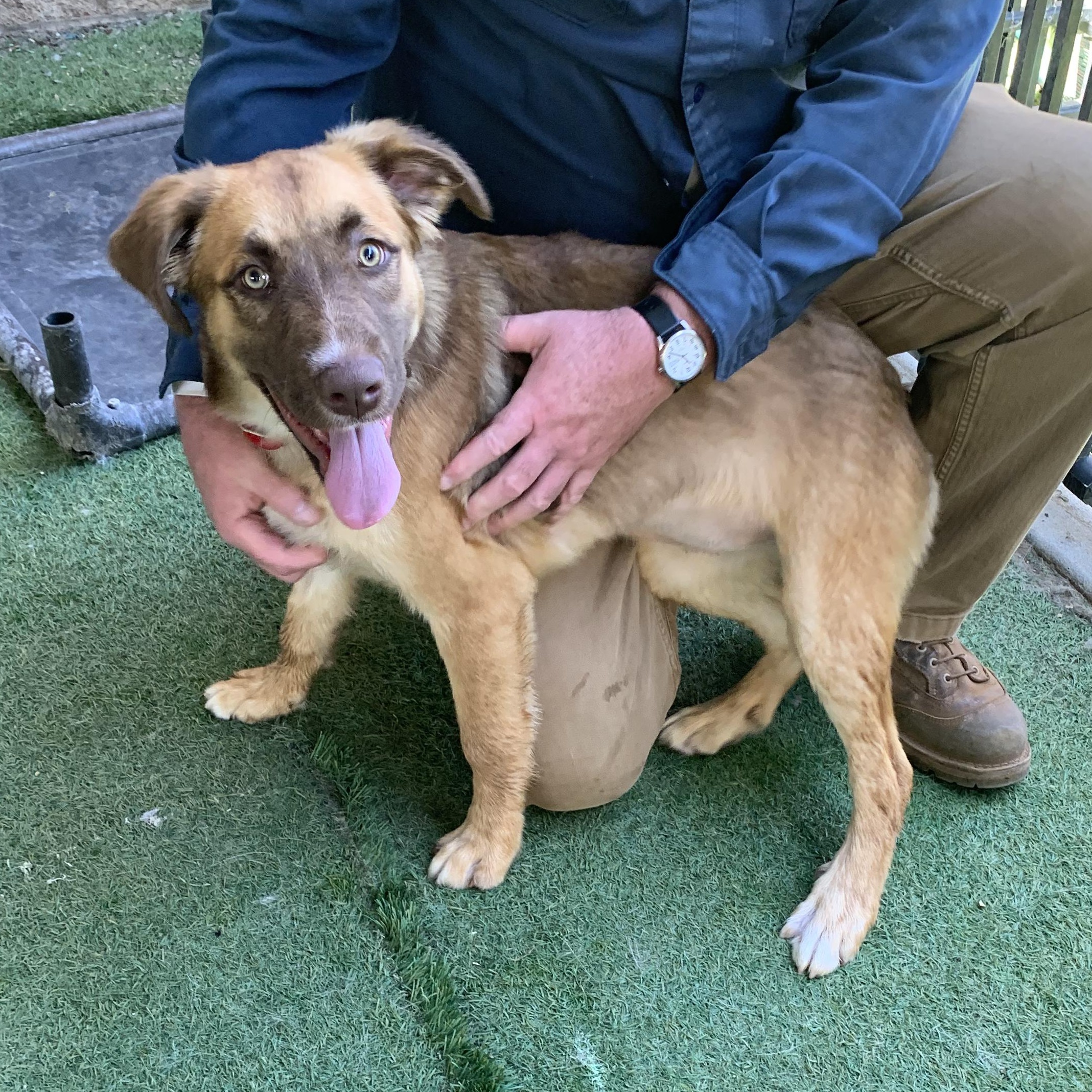 Crockett, adopted, Puppy Female Shepherd.