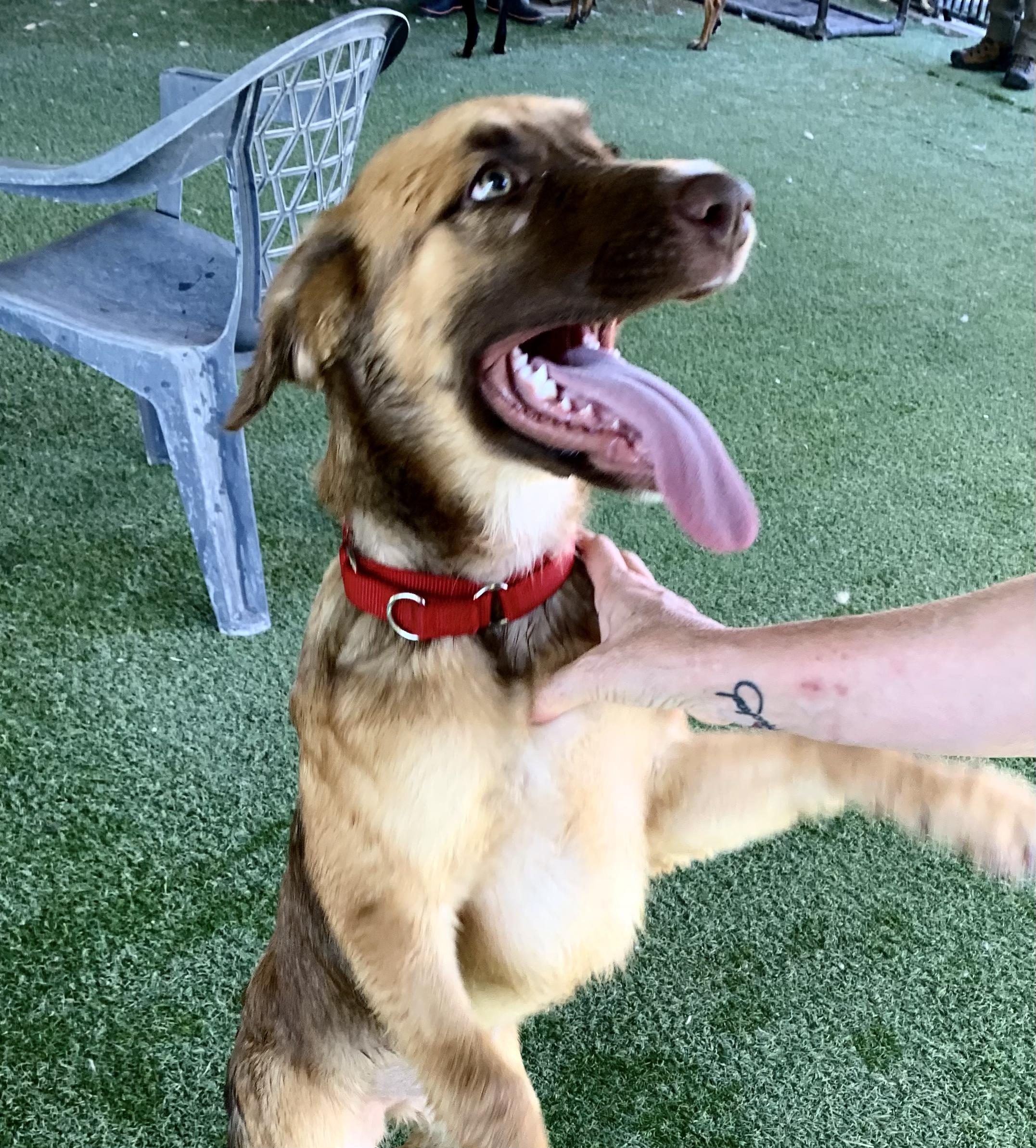 Enlarge Crockett, an adopted mixed breed in Grass Valley, CA image 3/3