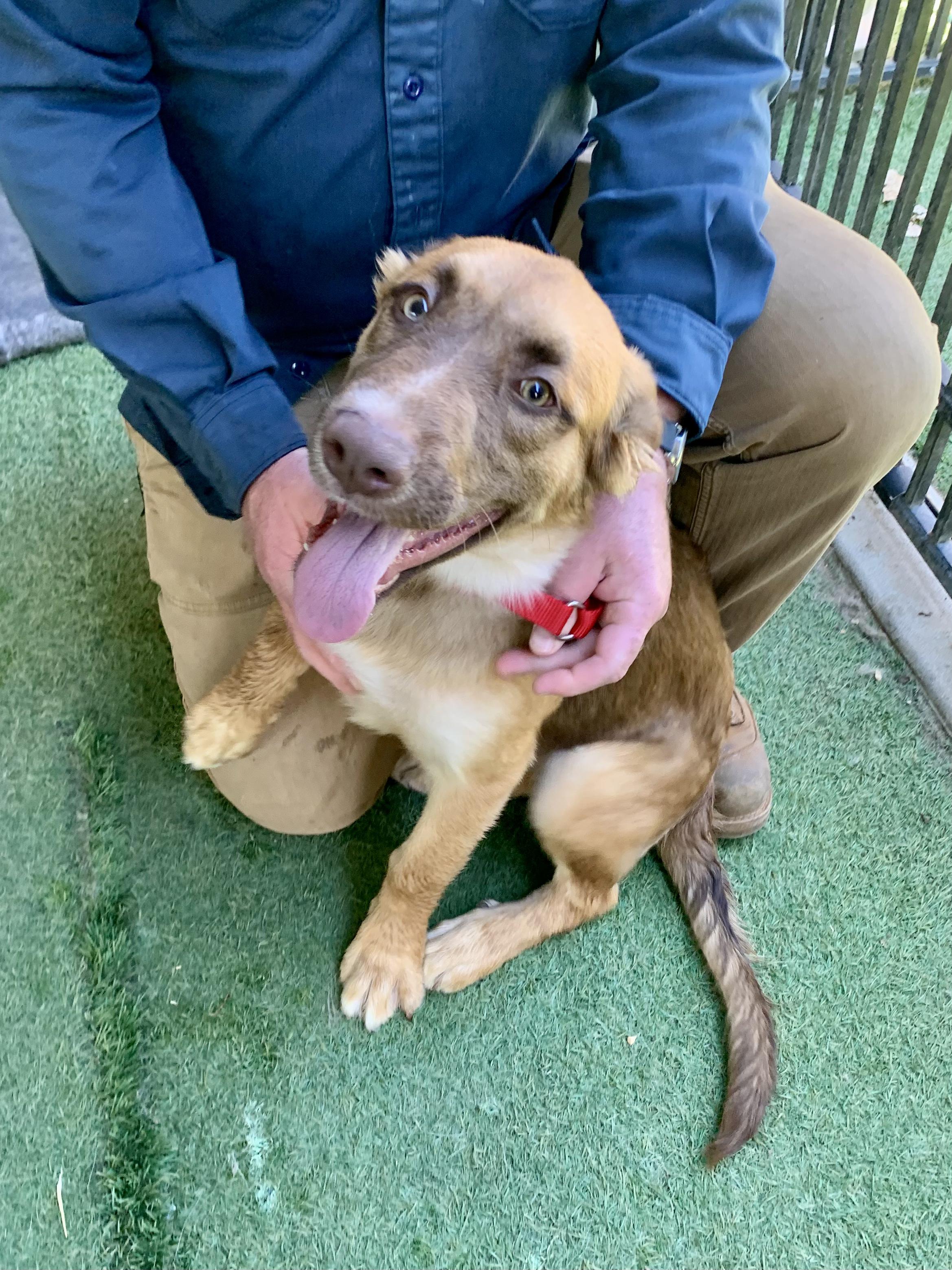 Enlarge Crockett, an adopted mixed breed in Grass Valley, CA image 2/3