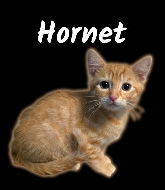 Hornet, adopted, Kitten Male Domestic Short Hair.
