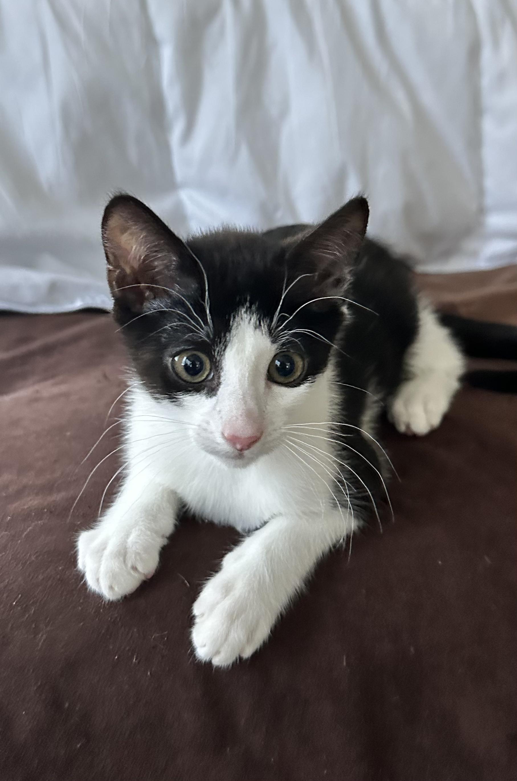Enlarge Willow, a ADOPTABLE Domestic Short Hair in Antioch, CA image 1/2