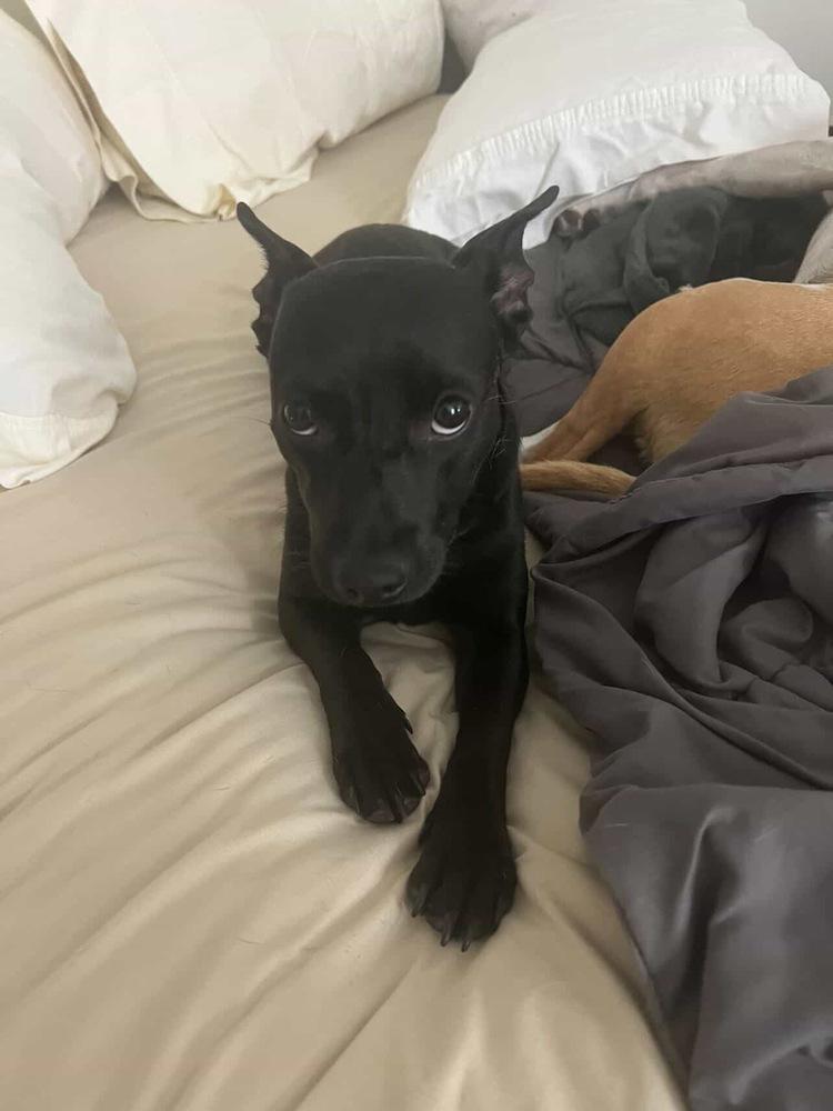 Ms. Oliver, Adoptable, Puppy Female Retriever.