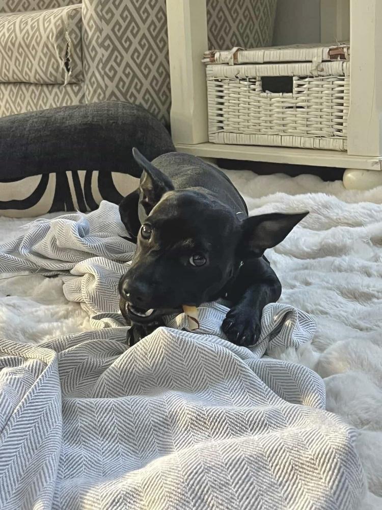 Enlarge Ms. Oliver, a Adoptable mixed breed in Valley Stream, NY image 2/6