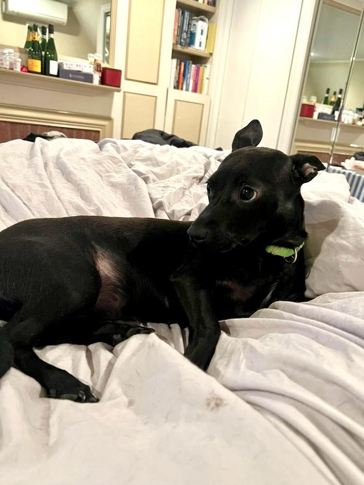 Oliver, Adoptable, Puppy Female Retriever.