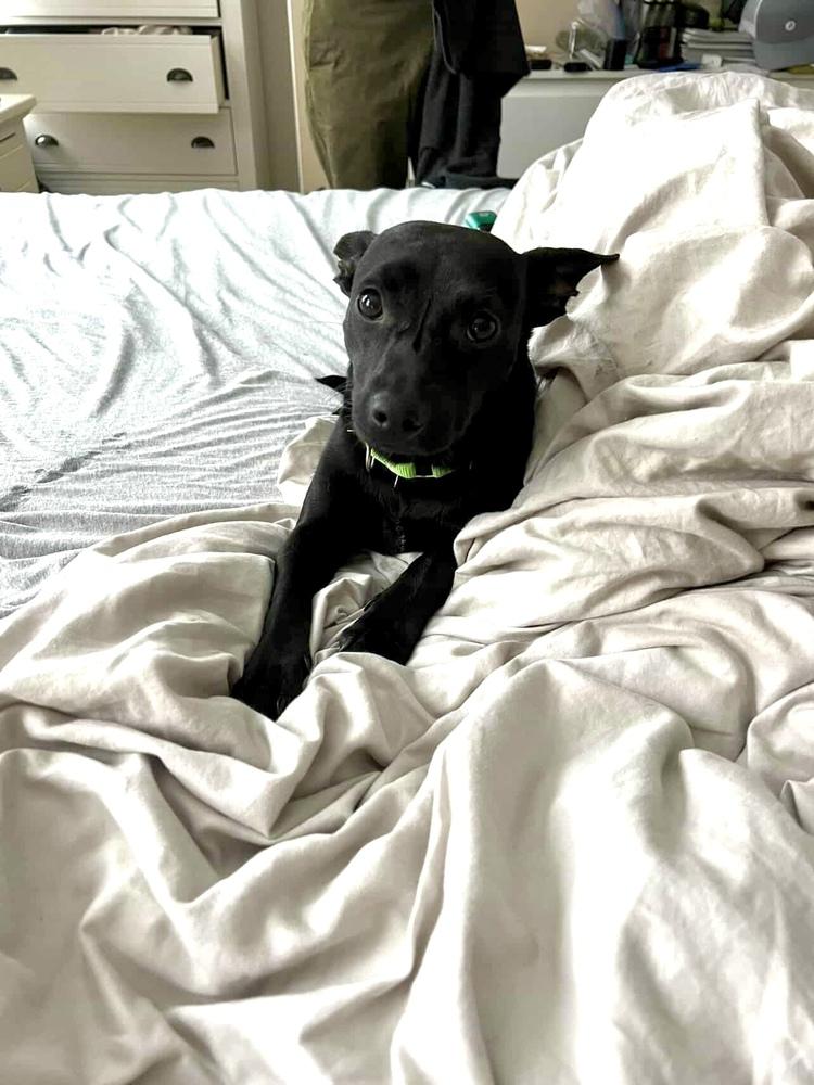 Enlarge Ms. Oliver, a Adoptable mixed breed in Valley Stream, NY image 5/6