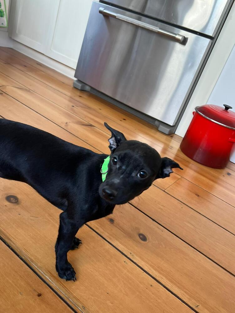 Oliver, Adoptable, Puppy Female Retriever.