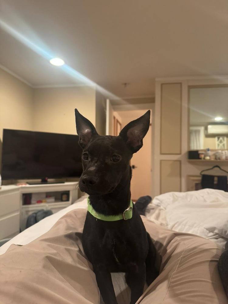 Oliver, a Adoptable mixed breed in Valley Stream, NY image 2/6