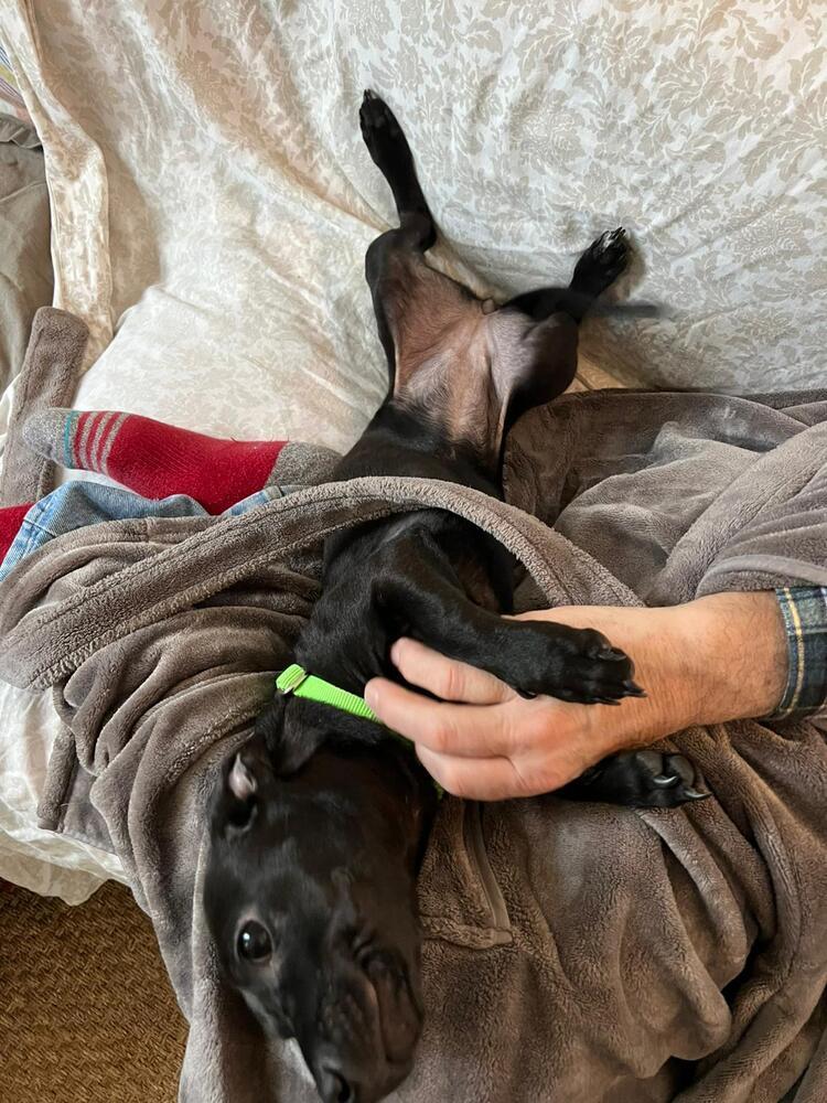 Oliver, a Adoptable mixed breed in Valley Stream, NY image 3/6