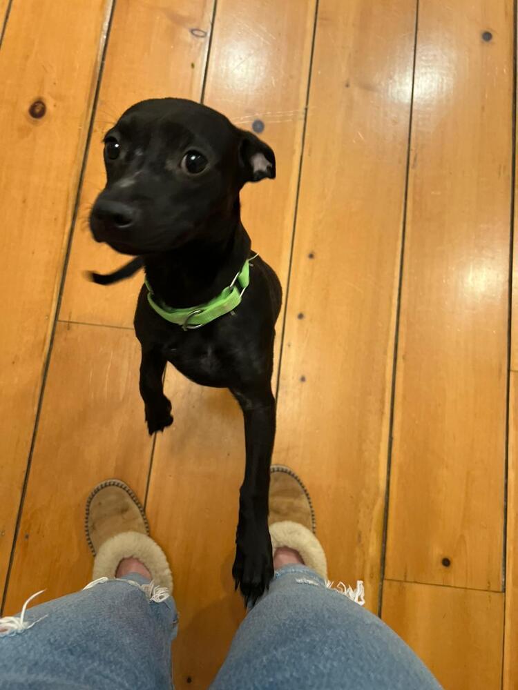 Oliver, a Adoptable mixed breed in Valley Stream, NY image 4/6