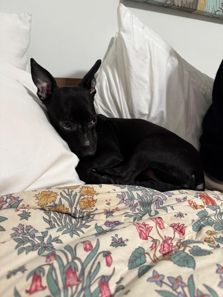 Oliver, a Adoptable mixed breed in Valley Stream, NY image 5/6