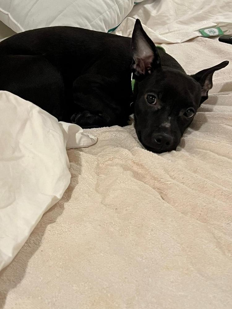 Oliver, a Adoptable mixed breed in Valley Stream, NY image 6/6