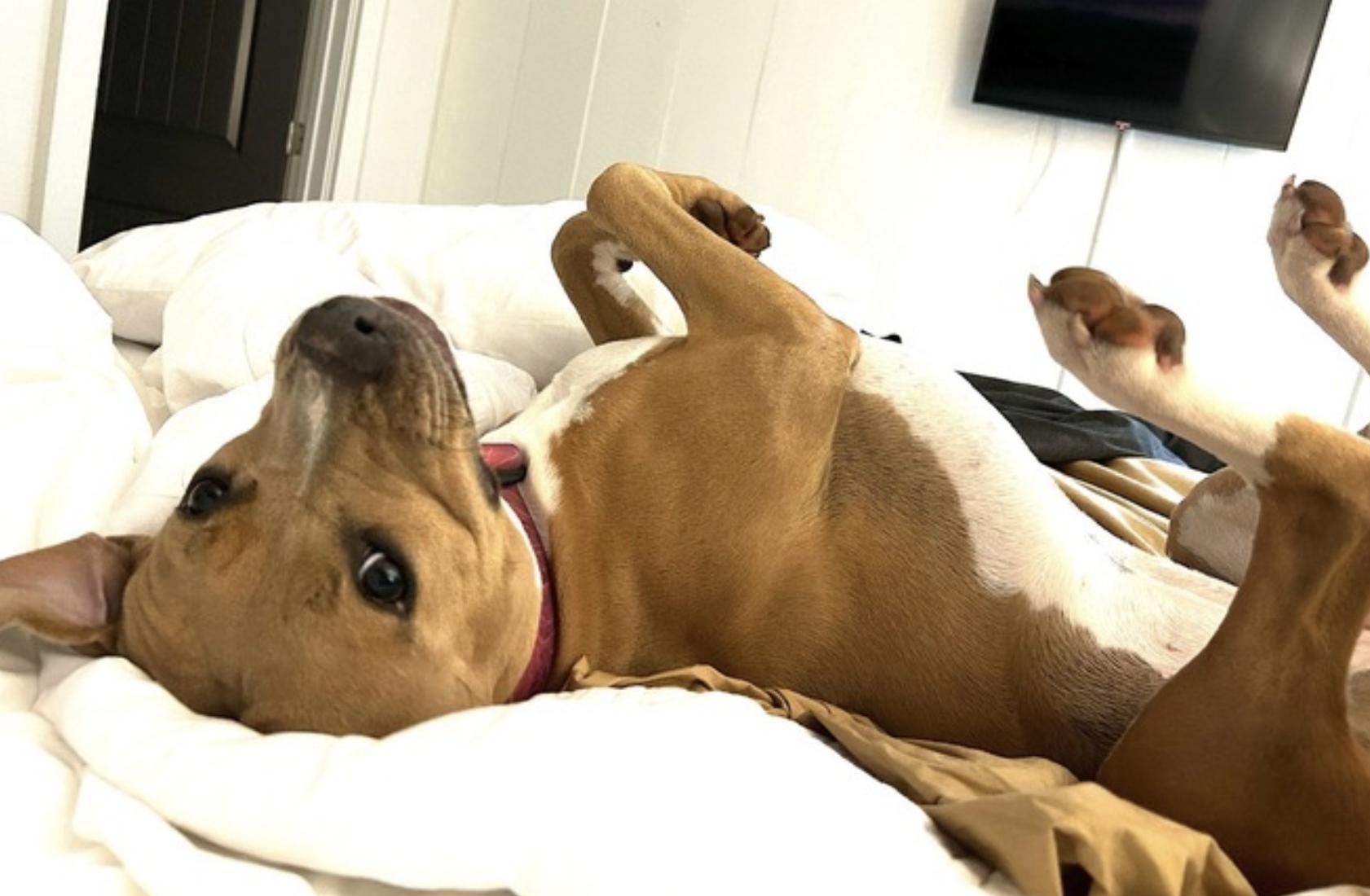 Enlarge Maisie, a Adoptable mixed breed in Nashville, TN image 6/6