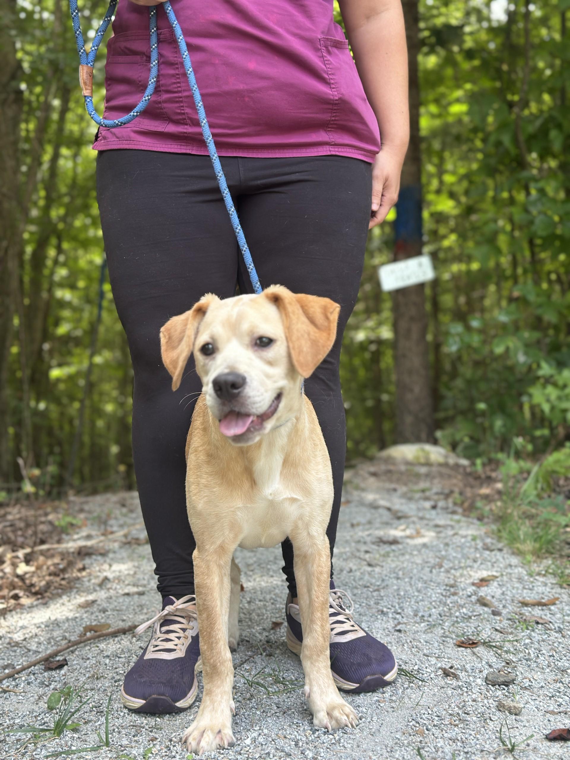 Whimsy, an adopted mixed breed in Richmond, VA image 5/6