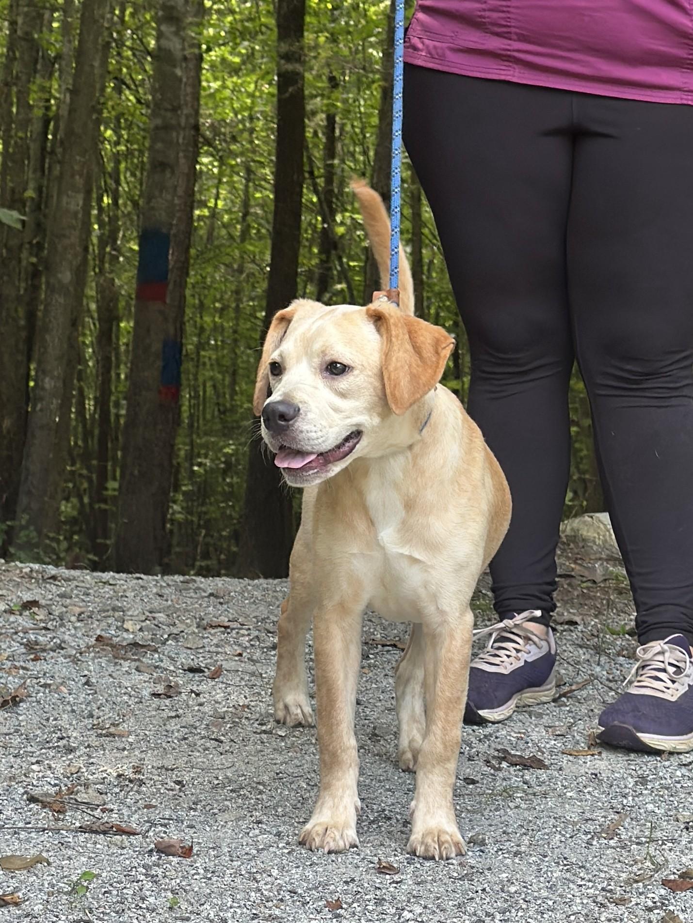 Whimsy, an adopted mixed breed in Richmond, VA image 4/6