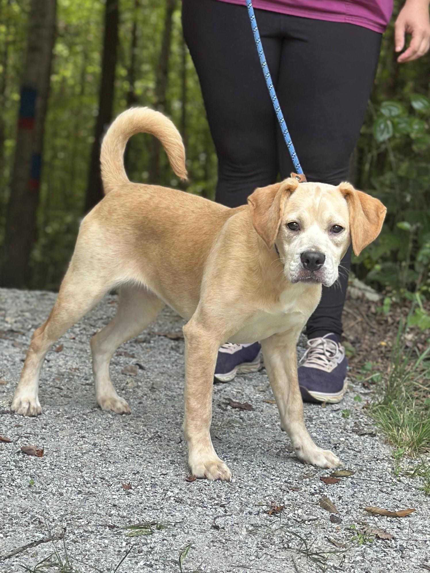 Whimsy, an adopted mixed breed in Richmond, VA image 3/6