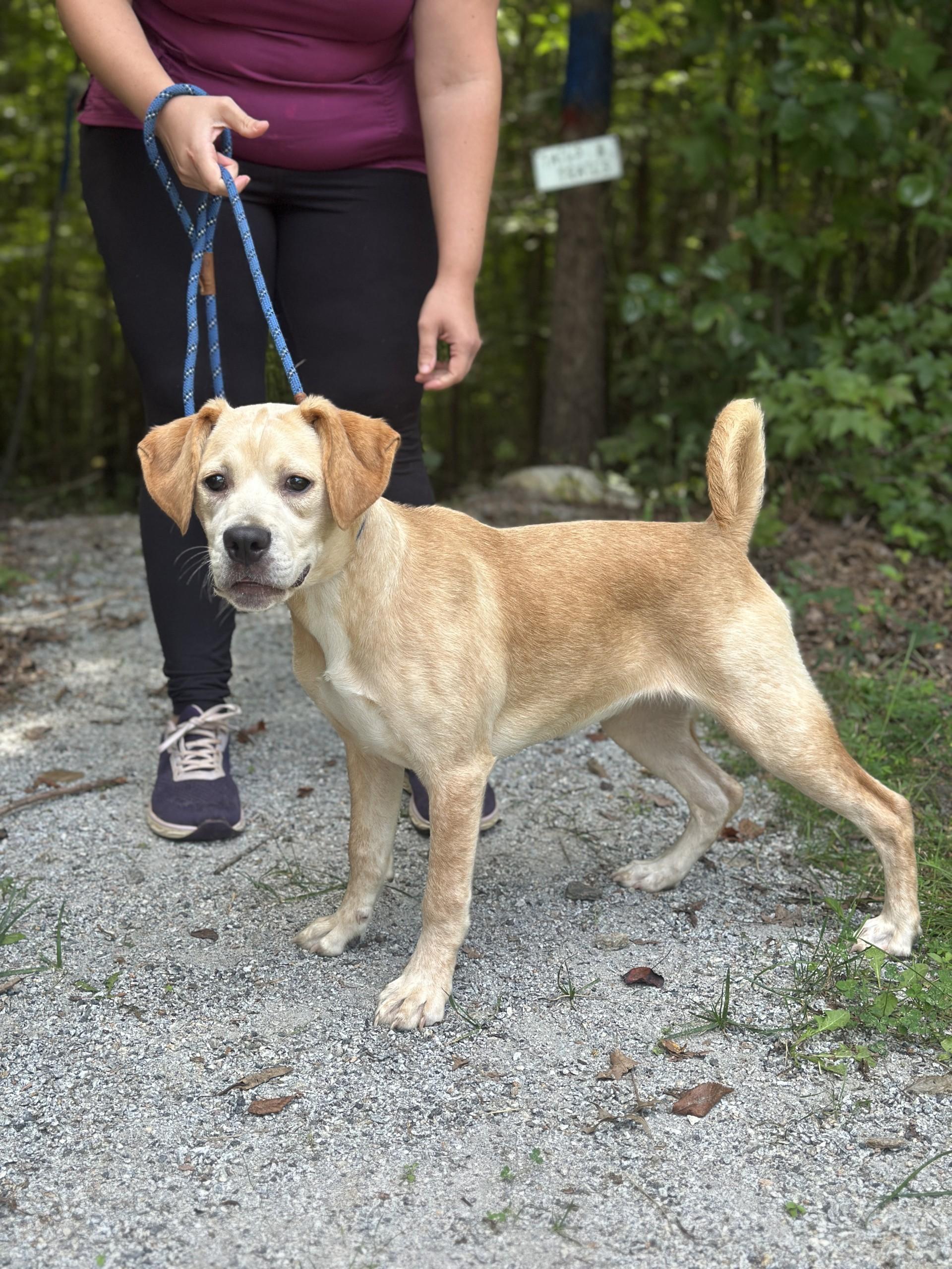 Whimsy, an adopted mixed breed in Richmond, VA image 2/6