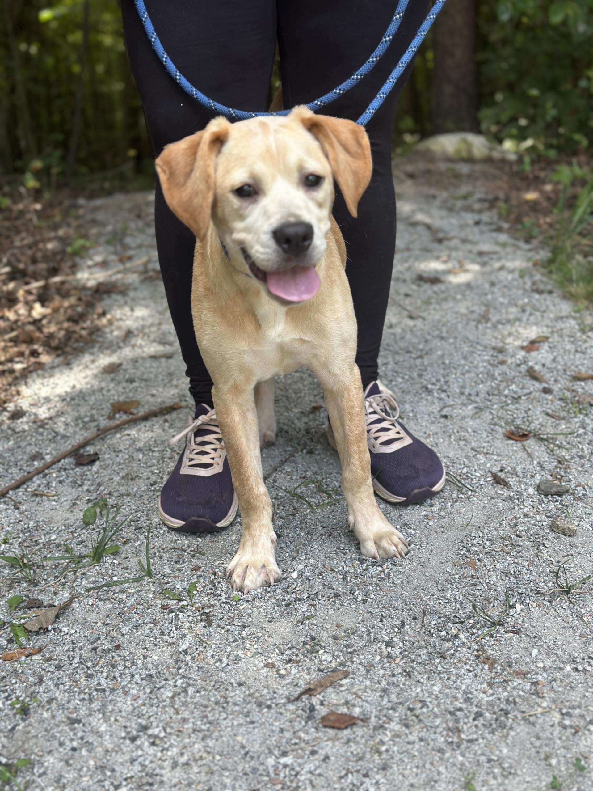 Whimsy, an adopted mixed breed in Richmond, VA image 6/6