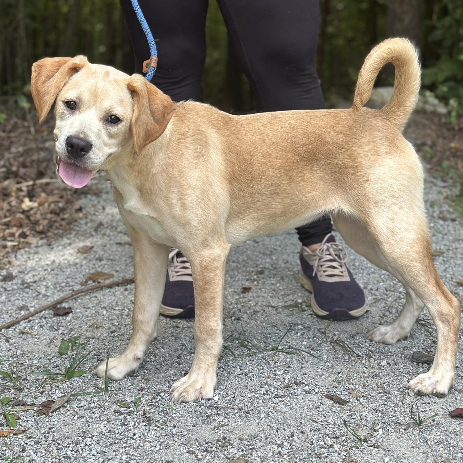Whimsy, adopted, Young Female Terrier.