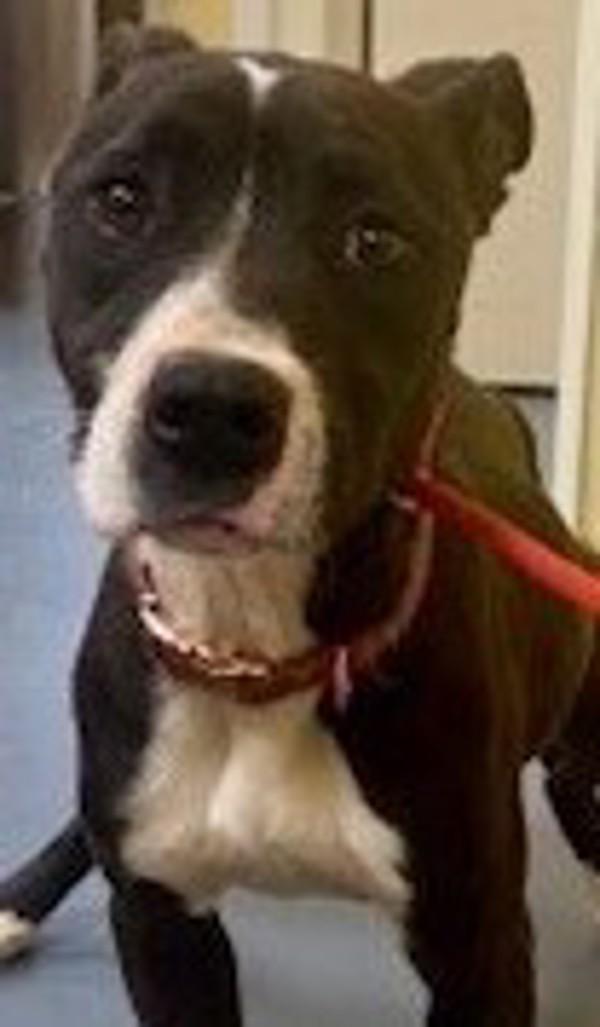 26-04-0941 Lily, Adoptable, Adult Female Pit Bull Terrier.