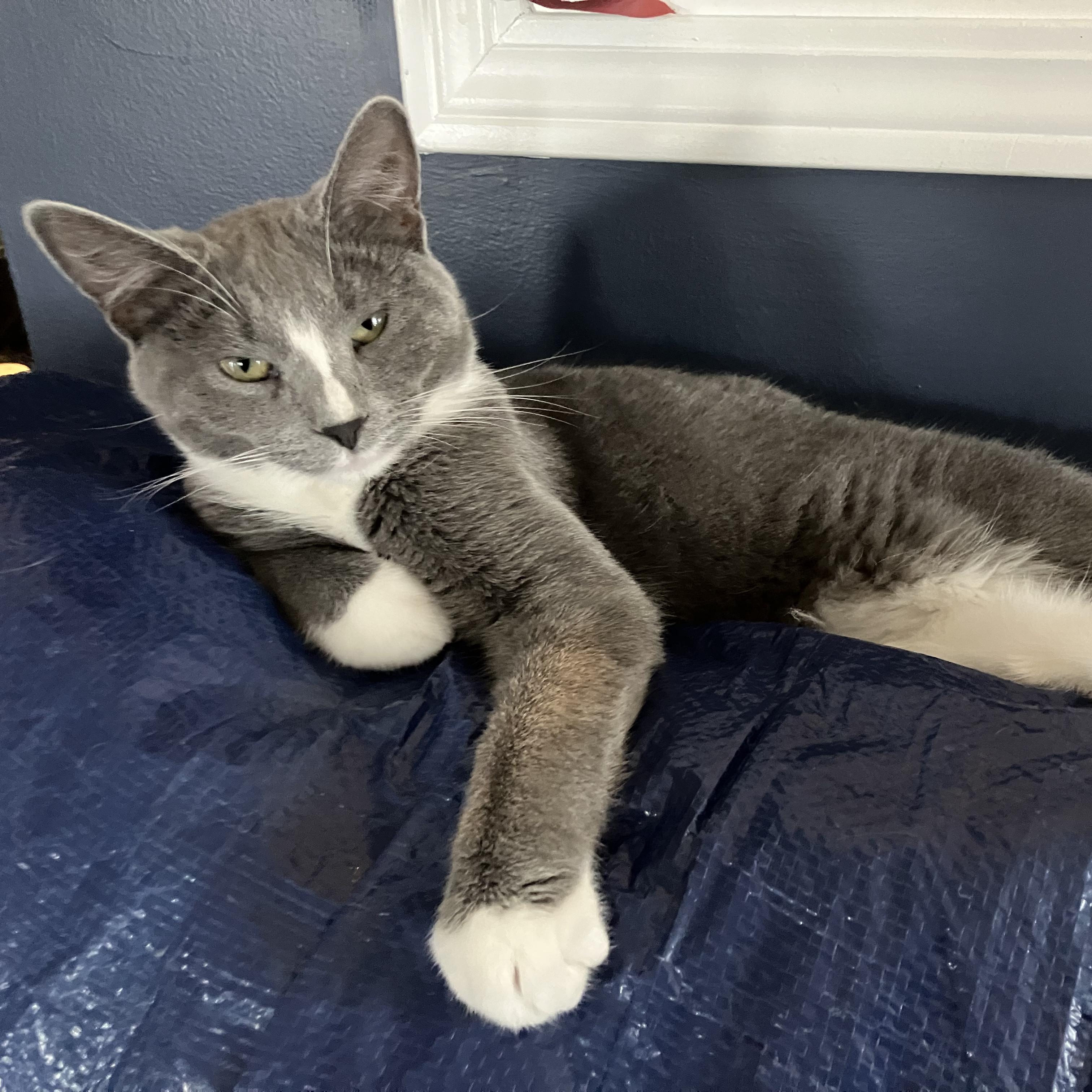Boots, an adoptable Domestic Short Hair in Unionville, MO, 63565 | Photo Image 2
