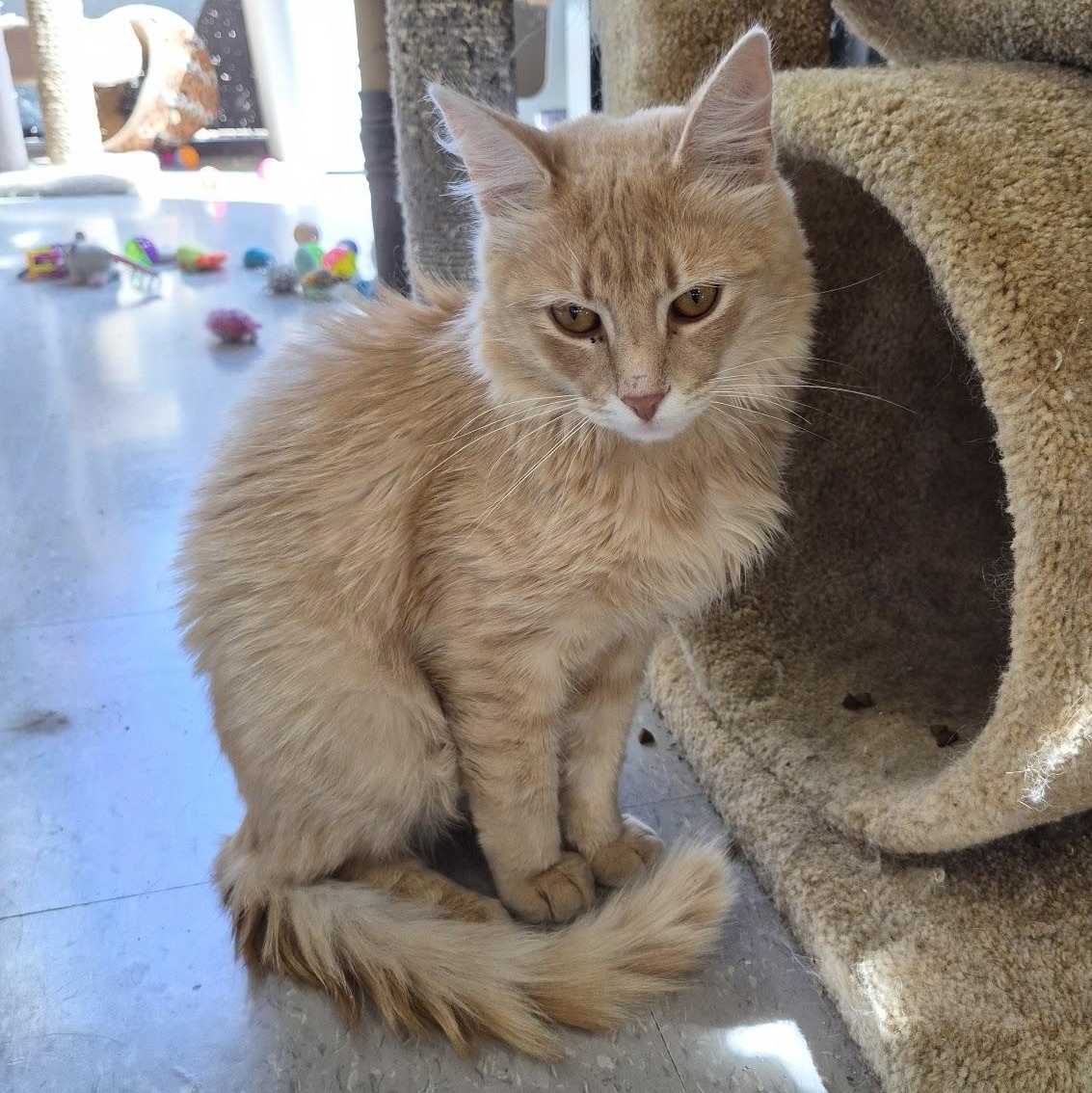 Enlarge Liam, an adopted Domestic Medium Hair in Eugene, OR image 1/3