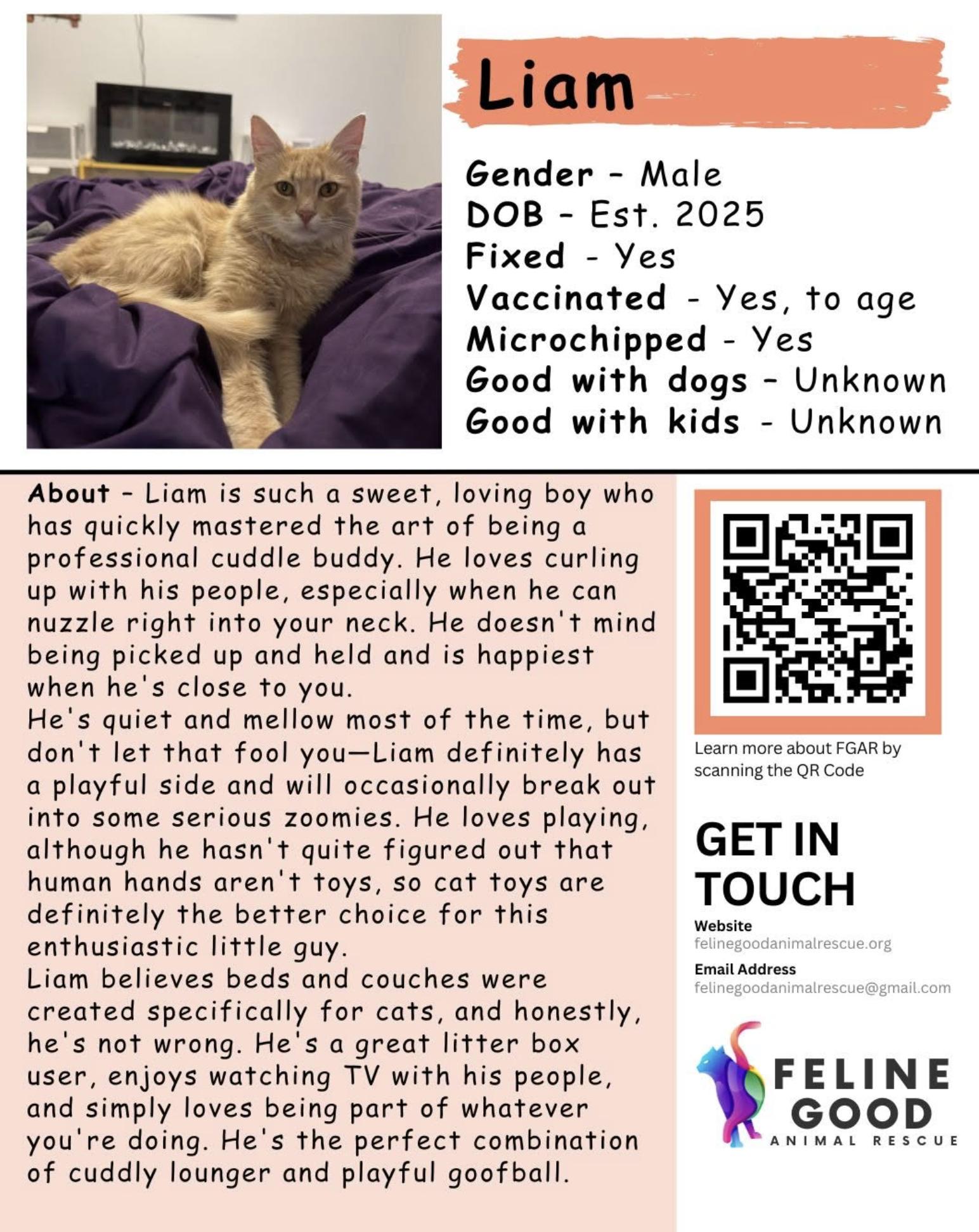 Enlarge Liam, an adopted Domestic Medium Hair in Eugene, OR image 3/3