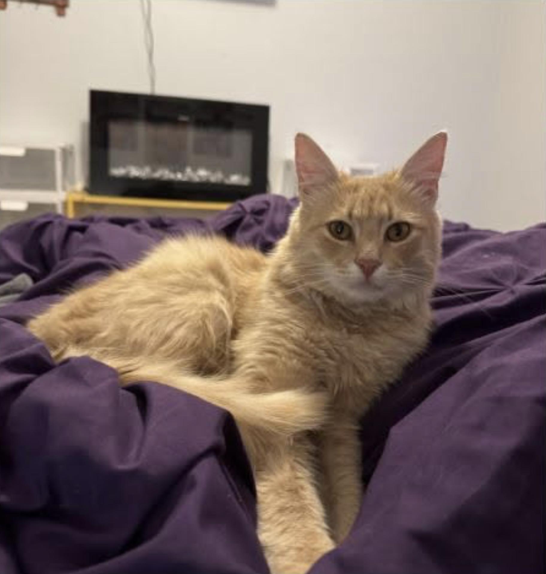 Enlarge Liam, an adopted Domestic Medium Hair in Eugene, OR image 2/3