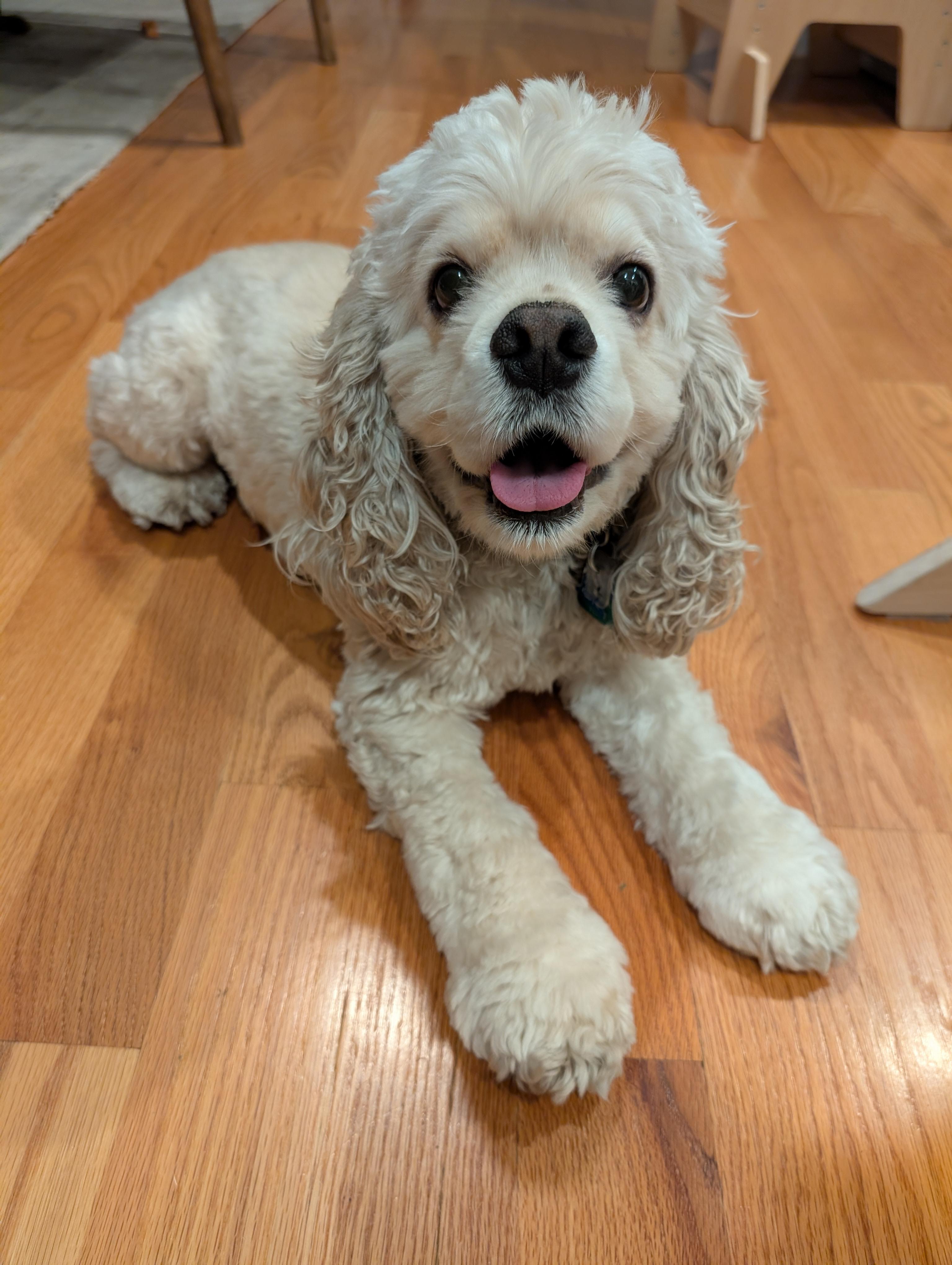 Enlarge Rhys (pronounced Reese), a Adoptable Cocker Spaniel in Greenfield, NH image 1/2