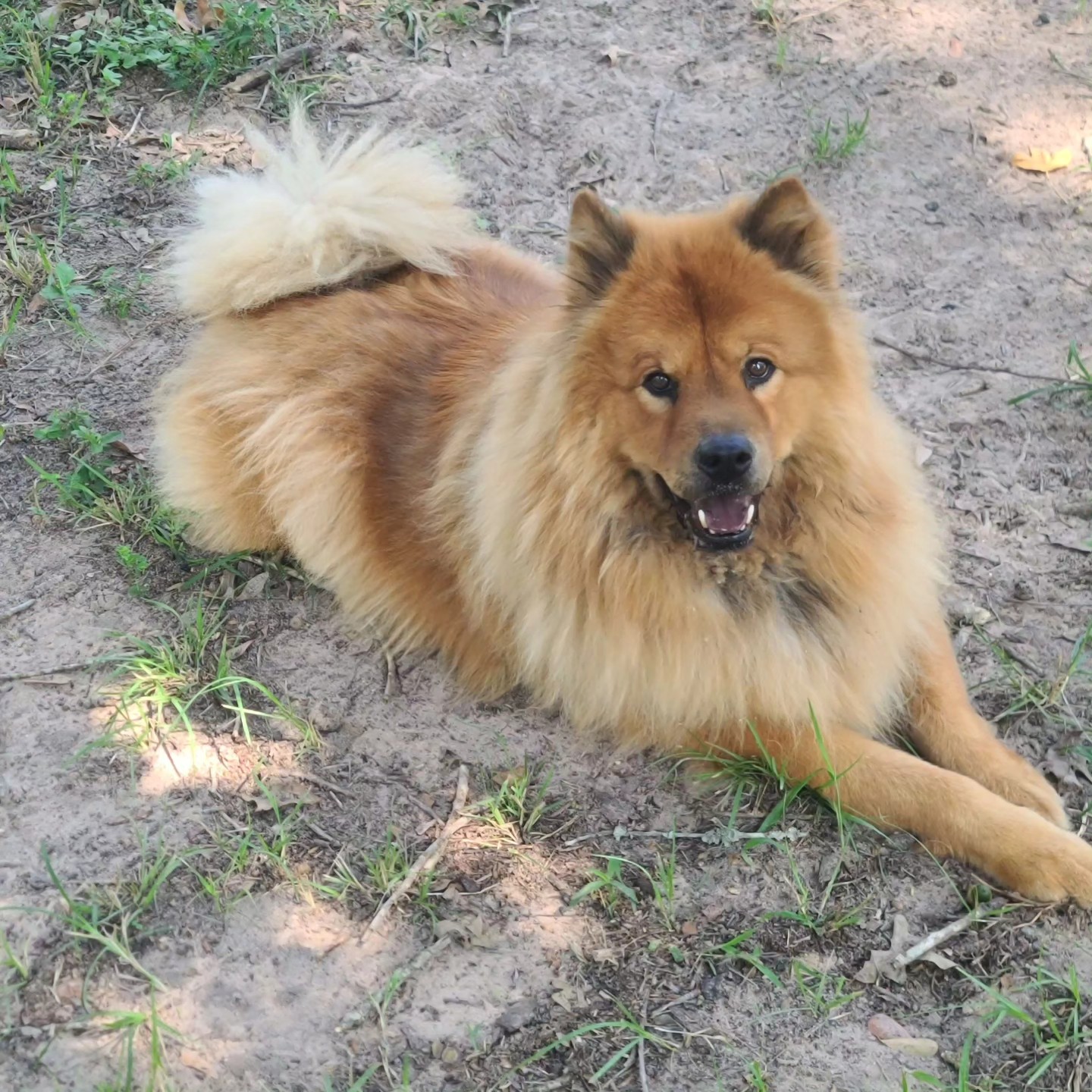 Enlarge Rowan, a Adoptable Chow Chow in Stockport, OH image 4/5