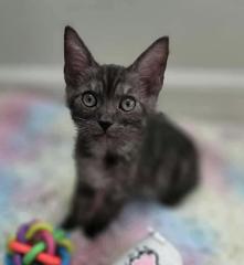 Charlie Brown, ADOPTABLE, Kitten Male Domestic Short Hair.