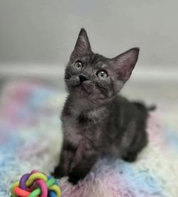 Charlie Brown, an adopted mixed breed in Escondido, CA image 2/2