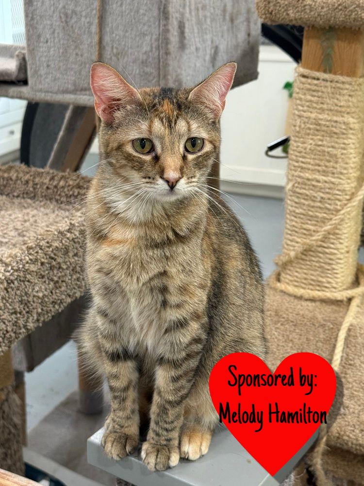 Lexus, a Adoptable Domestic Short Hair in San Leon, TX image 1/6