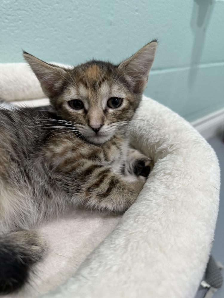 Lexus, Adoptable, Kitten Female Domestic Short Hair.