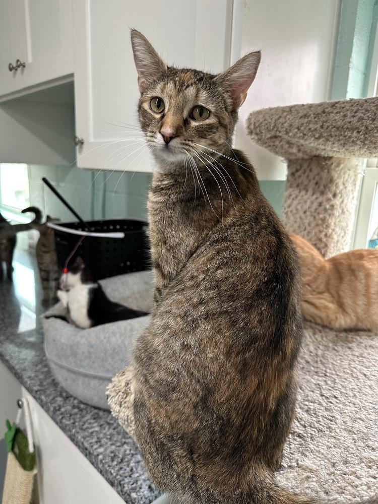 Enlarge Lexus, a Adoptable Domestic Short Hair in San Leon, TX image 2/5