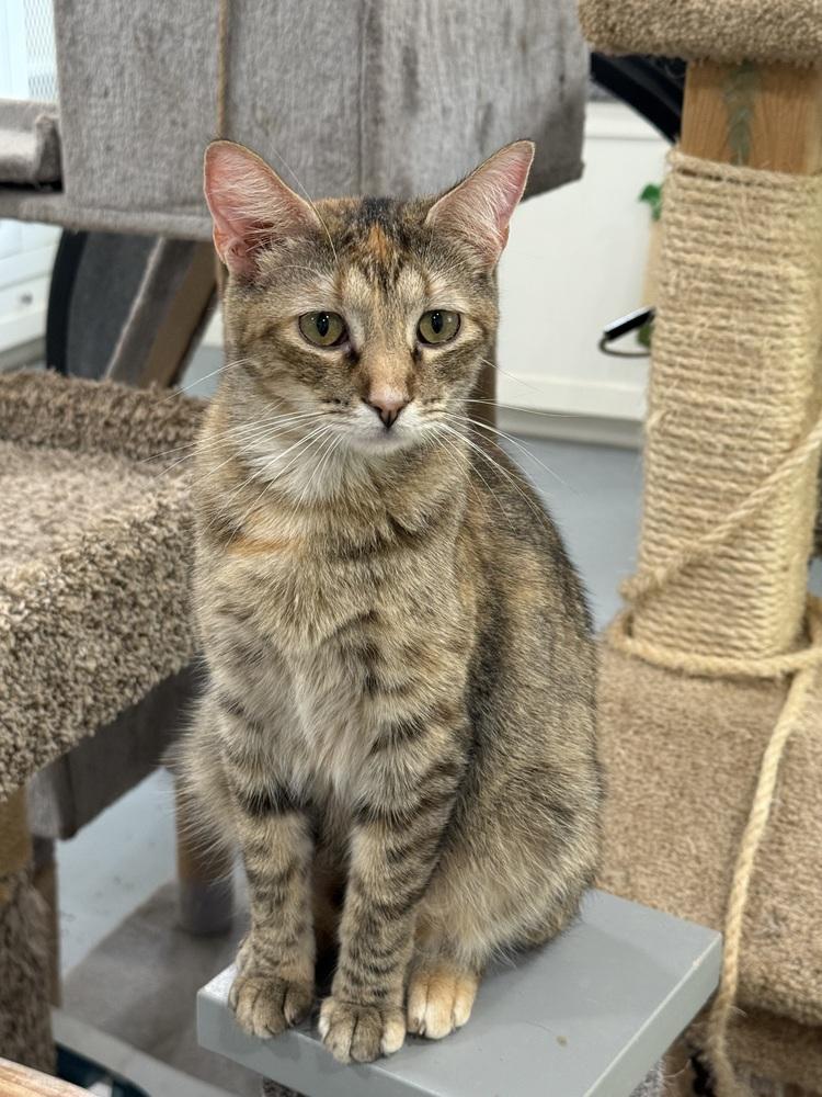 Enlarge Lexus, a Adoptable Domestic Short Hair in San Leon, TX image 3/5