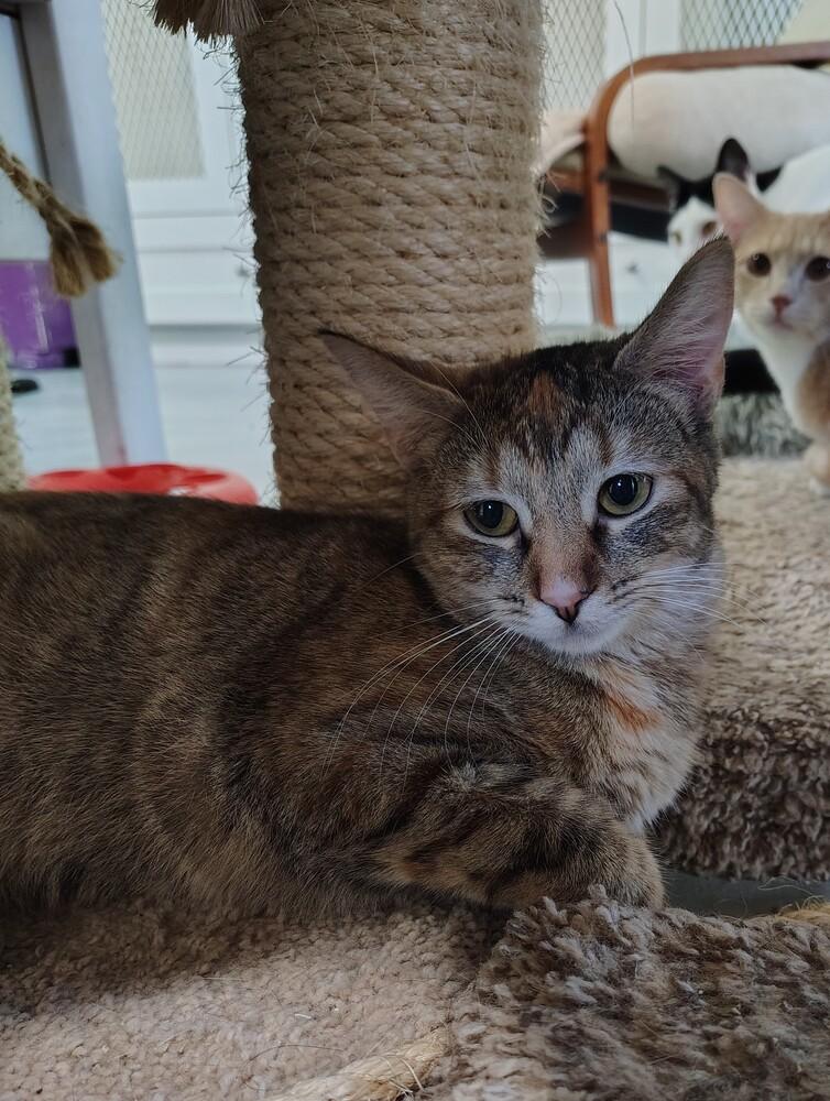 Enlarge Lexus, a Adoptable Domestic Short Hair in San Leon, TX image 4/5