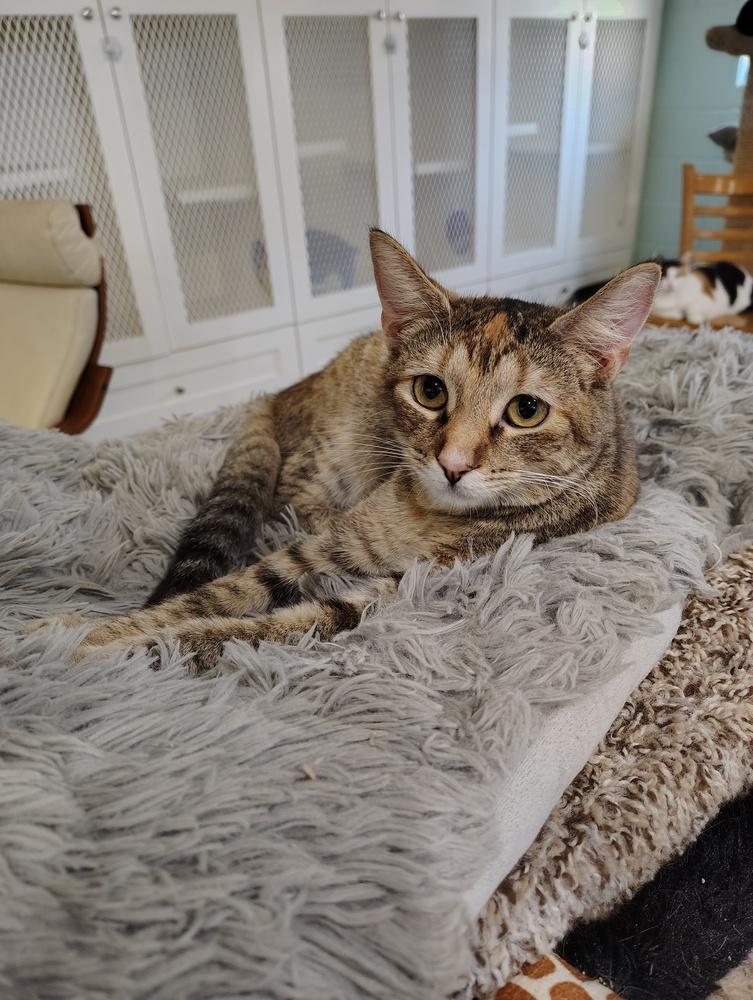 Enlarge Lexus, a Adoptable Domestic Short Hair in San Leon, TX image 5/5