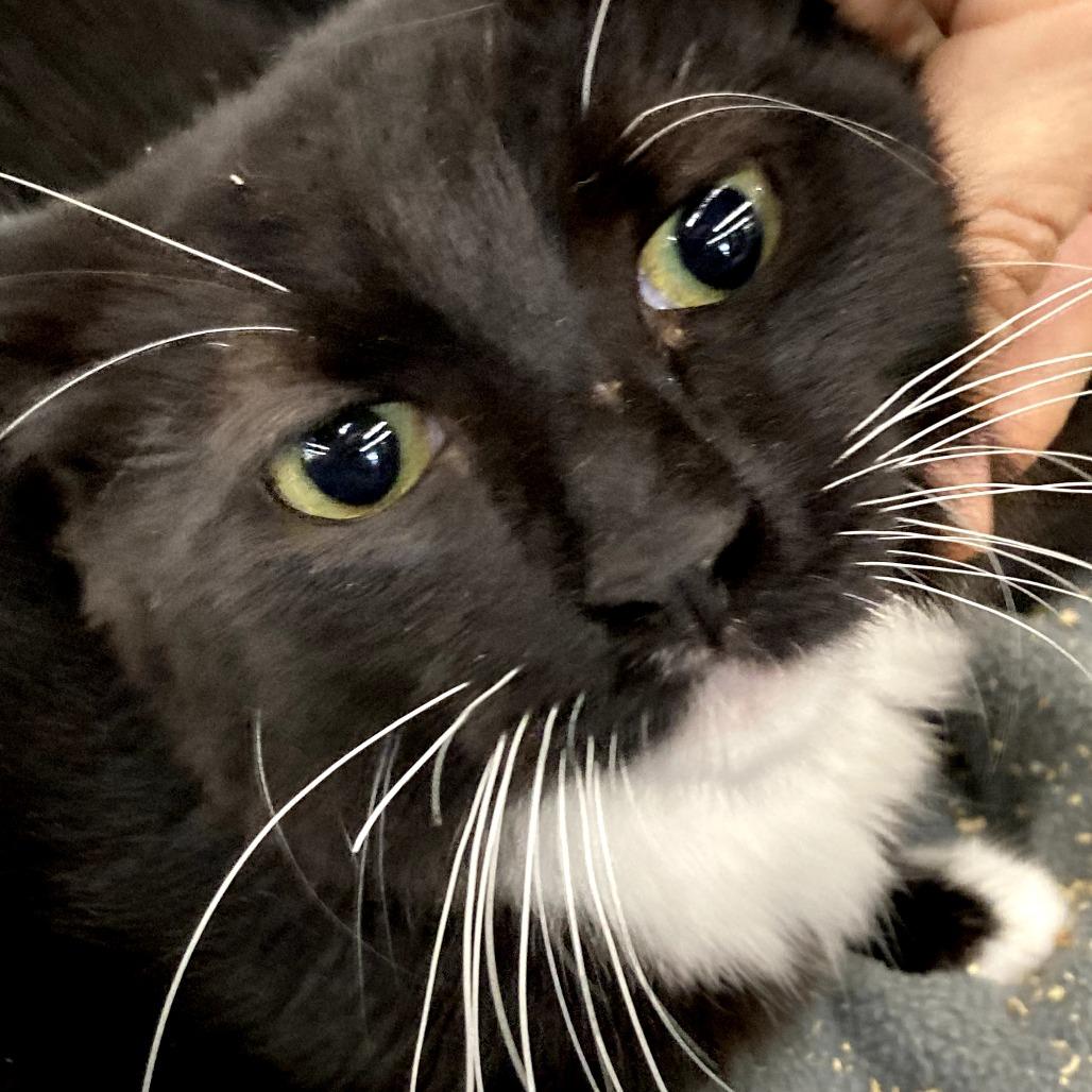 Mr. Black thumbnail 2