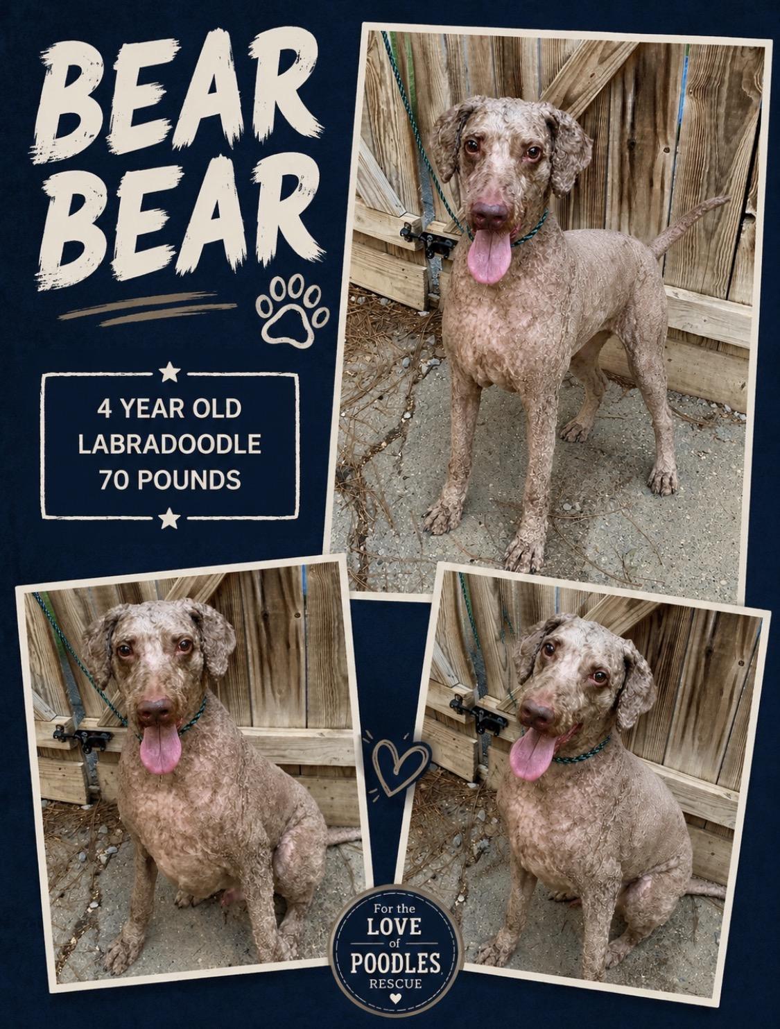 Enlarge Bear Bear, a ADOPTABLE Labradoodle in Richmond, VA image 1/2