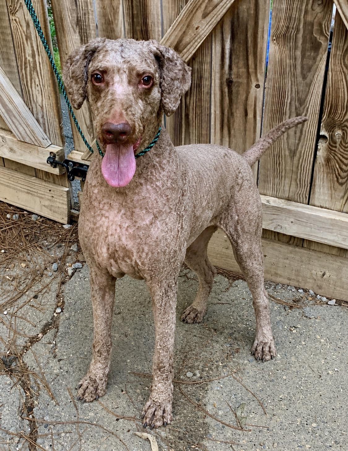 Enlarge Bear Bear, a ADOPTABLE Labradoodle in Richmond, VA image 2/2