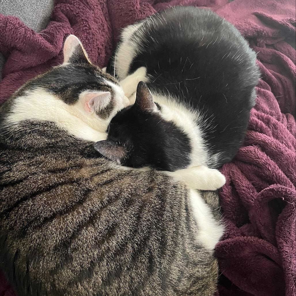 Marshmallow, Adoptable, Adult Male Domestic Short Hair.